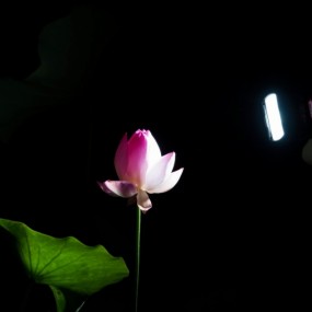 阅江楼荷花开啦