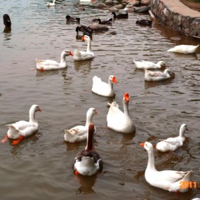 去南湖、曲江的随拍