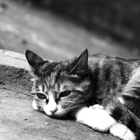 《我们的四方城》