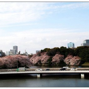东京千鸟渊 樱花