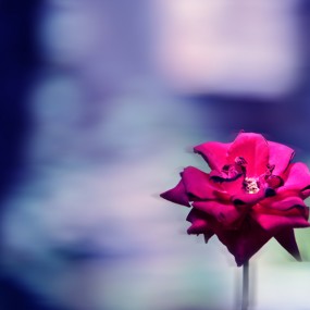 花儿乱了。。。