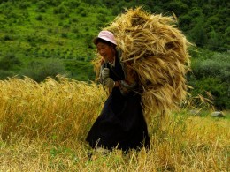《青稞熟了的时候》