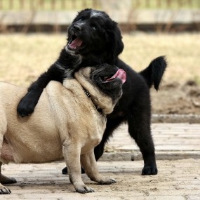 看，狗狗在打架