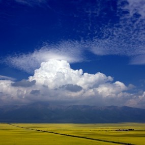 青海门源的油菜花海——一望无际的金黄