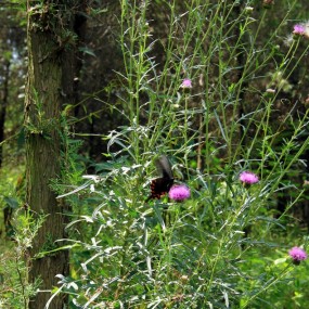 山中小精灵 抓拍大王蝶