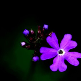 姹紫嫣红 美女樱