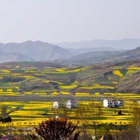 洋县油莱花(二)