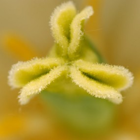 初试微距，植物园郁金香