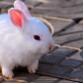 夕阳下的小白兔