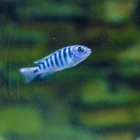 海螺配淡水鱼也不错