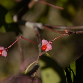 金秋小植物一组-【航海王基德】