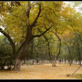 秋之萧瑟，秋之美