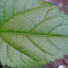 院子里的小叶子