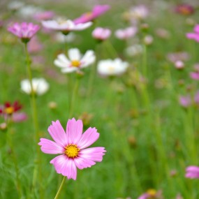 花花视界--美丽格桑花