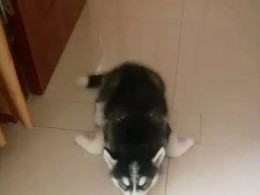 哈士奇养大的狐狸，变成了哈士狐，而乌龟却……