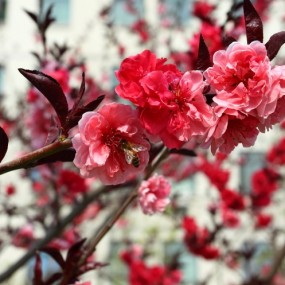 两只小蜜蜂啊，飞到花丛中啊······