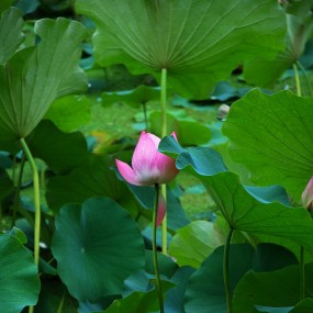 第一次发帖，荷花。请大家多多关照。