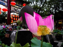 永兴坊里的荷花