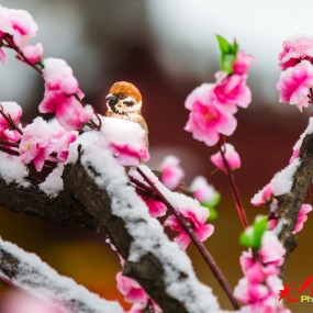 西安 2015年第一场雪