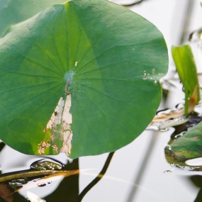 木塔寺公园打鸟虫子蜻蜓花草