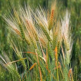 青黄麦穗的迷恋