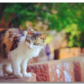 小猫小狗小熊小乌龟……