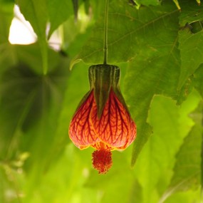 西双版纳的植物和花卉