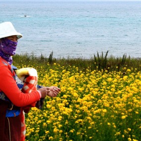 青海湖油菜花