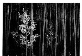 黑白祖师爷    亚当斯-----树