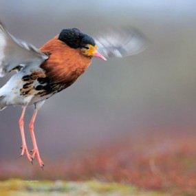 德国摄影师Werner Bollmann动物摄影作品