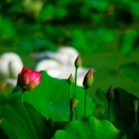 莲湖公园拍荷花