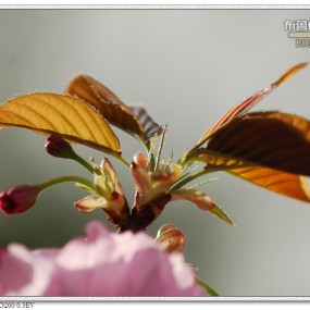不那么红的花配不那么绿的叶