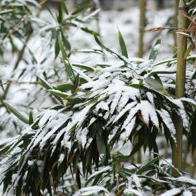 雪压竹叶低