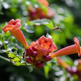 小蜜蜂与凌霄花