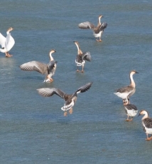冰上舞者----戏水的天鹅