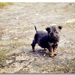 茶园里的无名小花