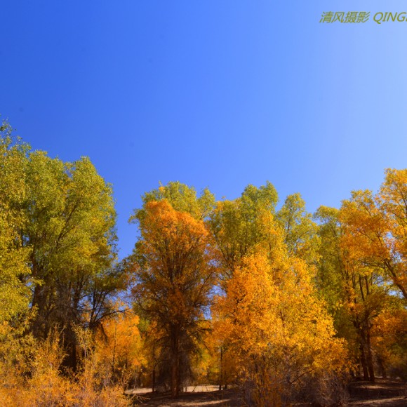 行摄胡杨林之金塔