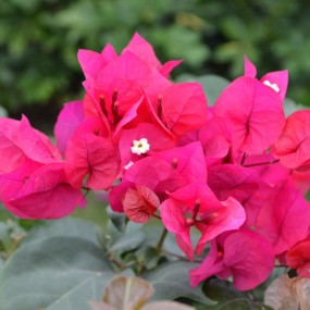 微距几张，求指教！