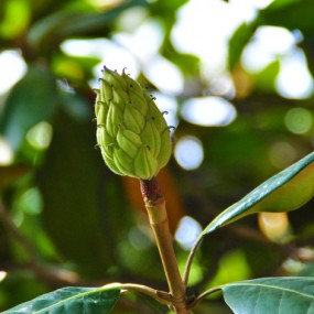 见到一株广玉兰