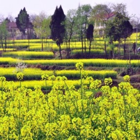 阳春三月的汉中，油菜花开遍地香，招蜂引蝶。也吸引了各路摄影爱好者，长枪短炮各....