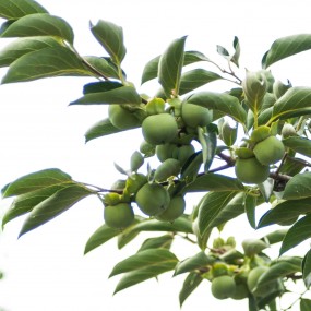 【七月乡村景】