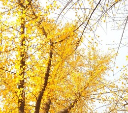 触摸秋天人像天像