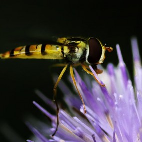 不认识这是什么蜂