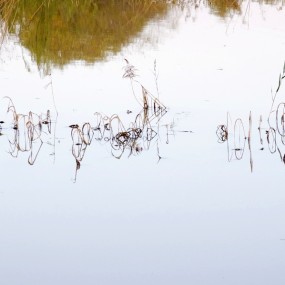 灞桥生态湿地公园