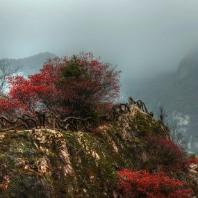 雾锁翠华看红叶