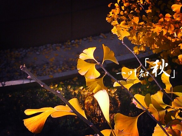 镜子乱拍&窗外的秋景。。。