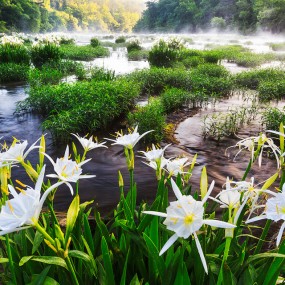 2015 婷婷玉立之野生水仙