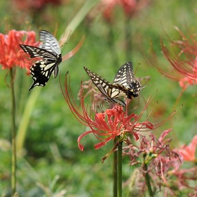 梁祝---在彼岸花丛中
