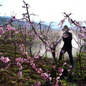 桃园喷洒农药的果农