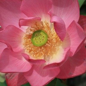 徒手俯拍大莲花